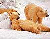lazy-bears.gif